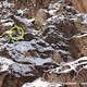 Illustration for article titled Theres a Snow Leopard in this Pic, I Promise